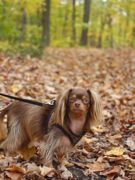 Montmorency Falls - dog friendly hike