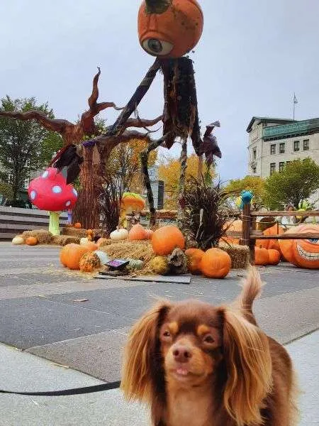 dog-friendly quebec city