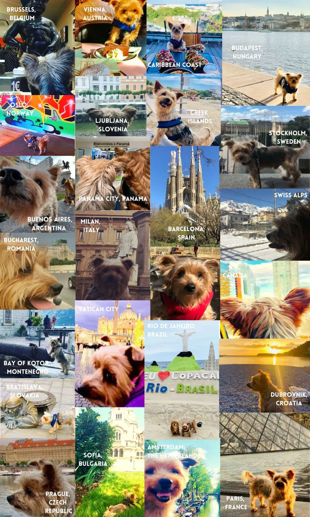 the travels of roger wellington the world-traveling yorkie