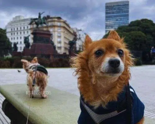 What You MUST Know About Visiting Buenos Aires with a DOG