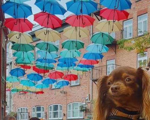 dog-friendly quebec city, Umbrella Lane Lower Town