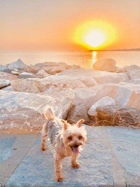 Visiting Paros, Greece with Your DOG