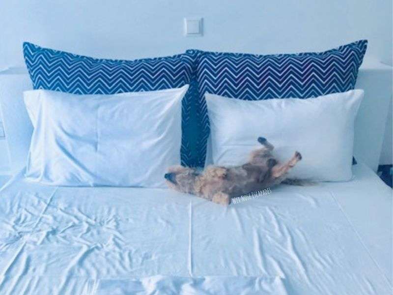 Visiting Paros, Greece with Your DOG