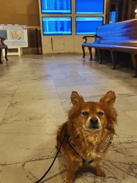 Riding Amtrak with Your Dog: What You MUST Know