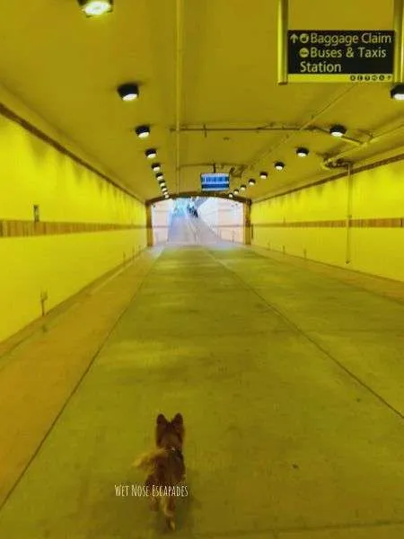Riding Amtrak with Your Dog: What You MUST Know