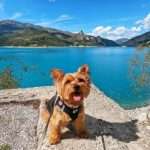 Dog-Friendly Marseille, France: What It's Like Living in Marseille with a Dog